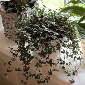 Photo of the plant species Pilea Silver Sparkle by @SportMilkmaids named Harmony on Greg, the plant care app