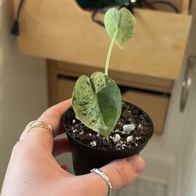 Photo of the plant species Var Dragon Scale by @SportMilkmaids named Demi on Greg, the plant care app