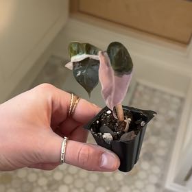 Photo of the plant species Alocasia Amazonica Pink Polly by @SportMilkmaids named Delilah on Greg, the plant care app