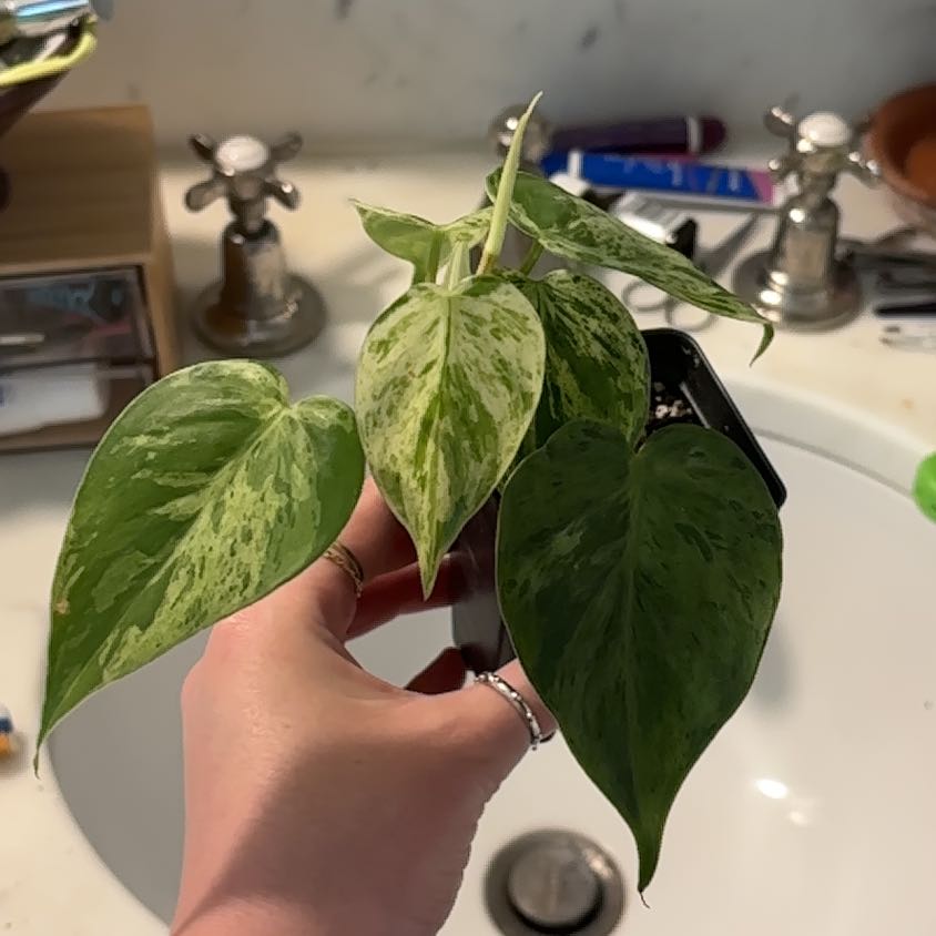 Photo of the plant species Heartleaf philodendron varigated by @SportMilkmaids named Gates on Greg, the plant care app