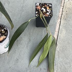 Photo of the plant species Anthurium Wendlingeri by @SportMilkmaids named Harry on Greg, the plant care app