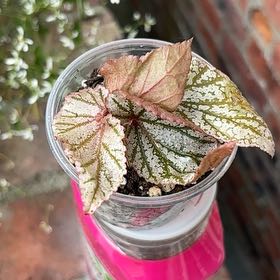 Photo of the plant species Begonia rex-cultorum 'Snow Capped' by @SportMilkmaids named Elina on Greg, the plant care app