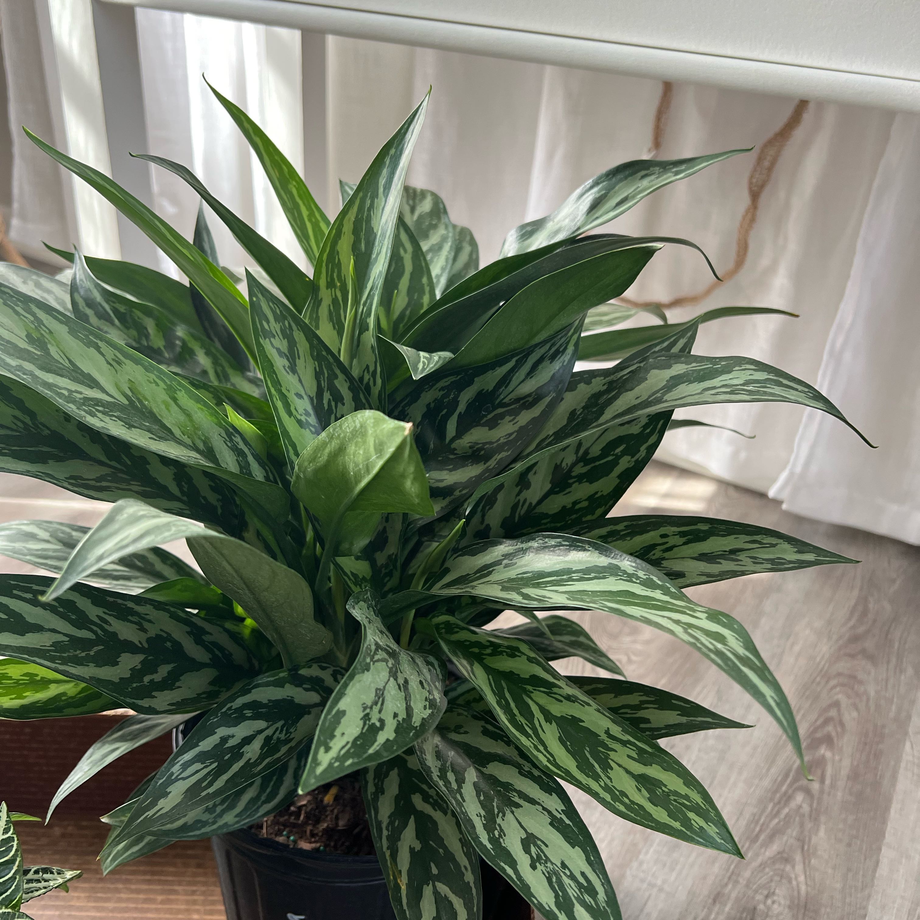 Photo of the plant species Philippines Aglaonema by @HeirAlmondtree named María on Greg, the plant care app