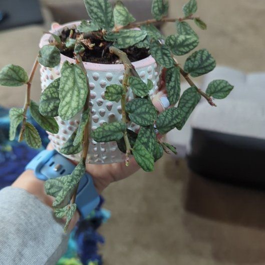 Photo of the plant species Pellonia Pulchra by @ZippyBoojumtree named Nemo on Greg, the plant care app