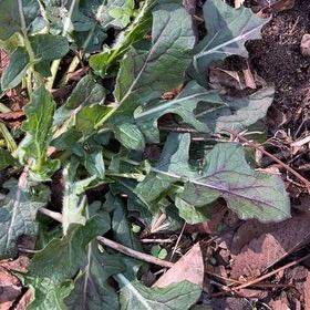 Photo of the plant species Lyre-Leaf Sage by @NiftyCliffmaids named Fernie Saunders on Greg, the plant care app