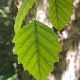 Photo of the plant species River Birch by @NiftyCliffmaids named Willow on Greg, the plant care app