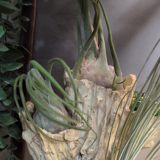 Photo of the plant species Seleriana Air Plant by @HelperLoquat5 named Hades on Greg, the plant care app