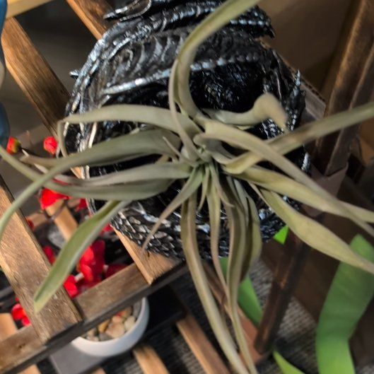 Photo of the plant species Capitata Air Plant by @HelperLoquat5 named Athena on Greg, the plant care app