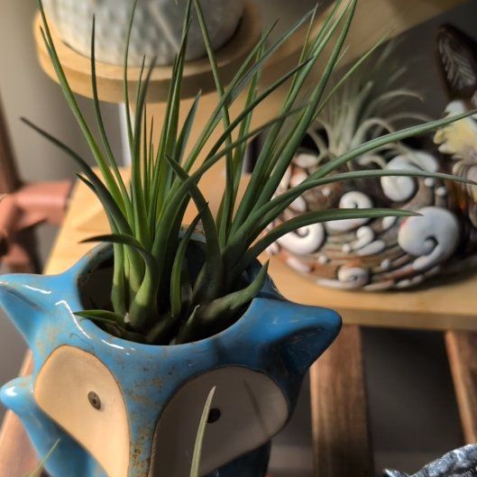 Photo of the plant species Tillandsia melanocrater by @HelperLoquat5 named Demeter on Greg, the plant care app
