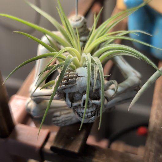 Photo of the plant species Tillandsia baileyi by @HelperLoquat5 named Artemis on Greg, the plant care app