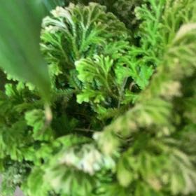 Photo of the plant species Hymenophyllum demissum by @CozyUtahjuniper named Elle on Greg, the plant care app