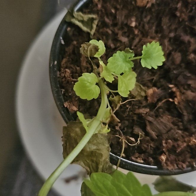 Photo of the plant species Sage by @ArtisanCowpea97 named Achilles on Greg, the plant care app