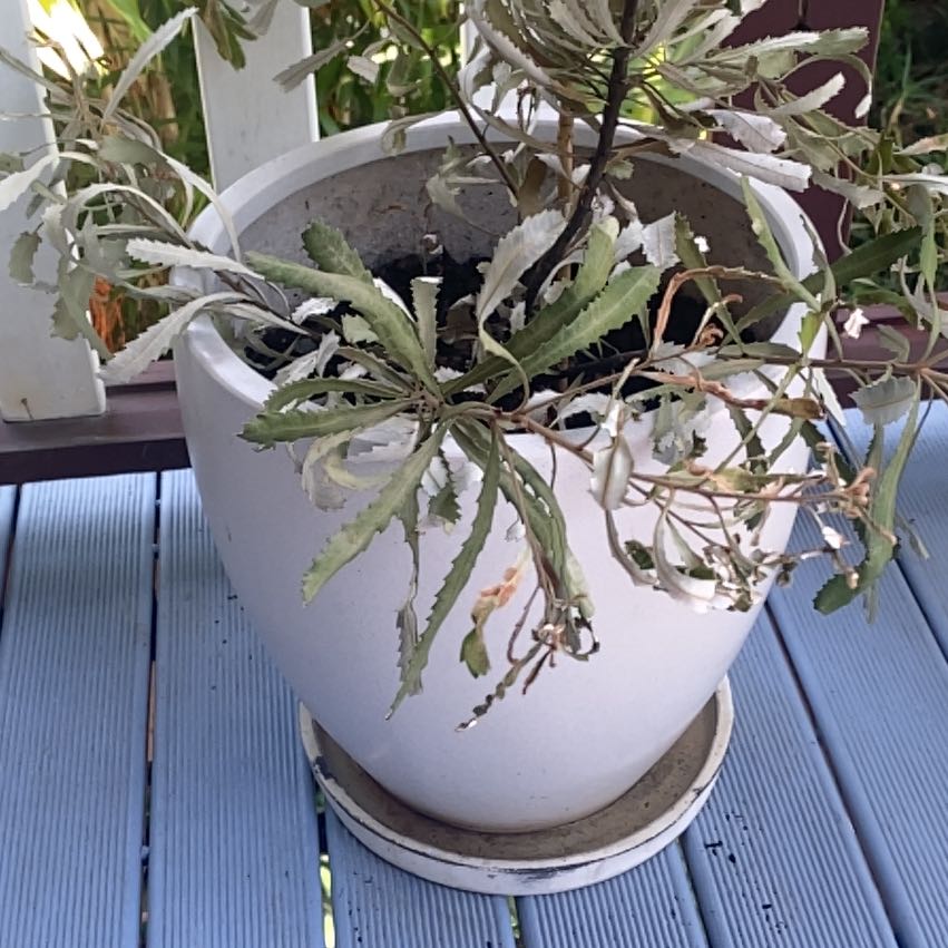 Plant care for Asymmetric Protea on Greg, the plant care app