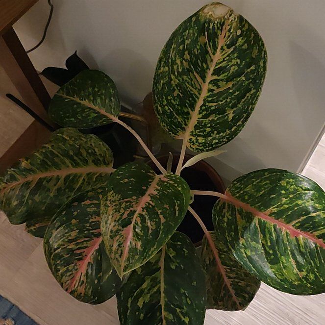 Photo of the plant species Chinese Evergreen Hot Pink Valentine Wishes by @FairBoglaurel74 named Bambi on Greg, the plant care app
