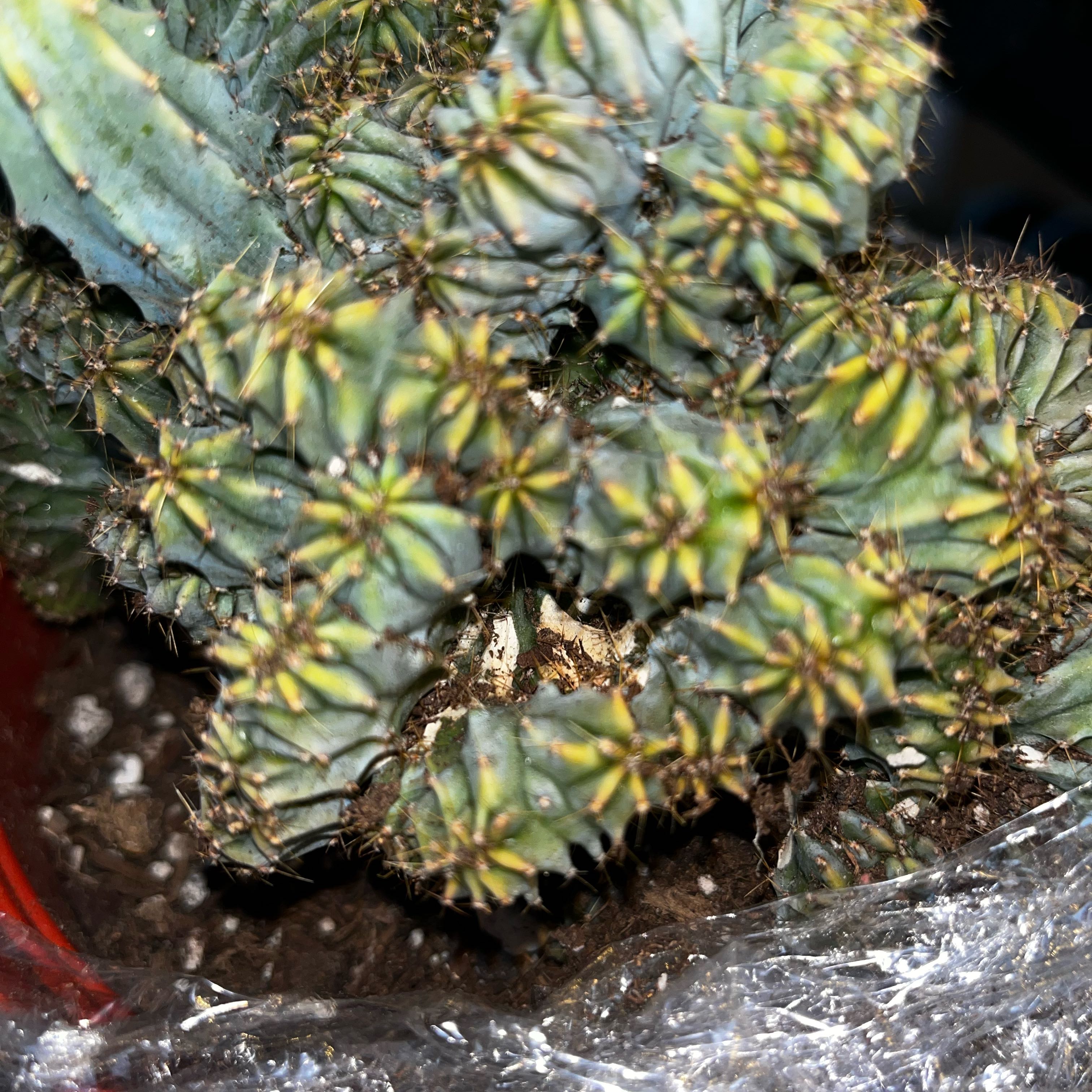 Photo of the plant species Crested Blue Candle Cactus 'Elite' by @GnarlyLovage40 named Wall-E on Greg, the plant care app