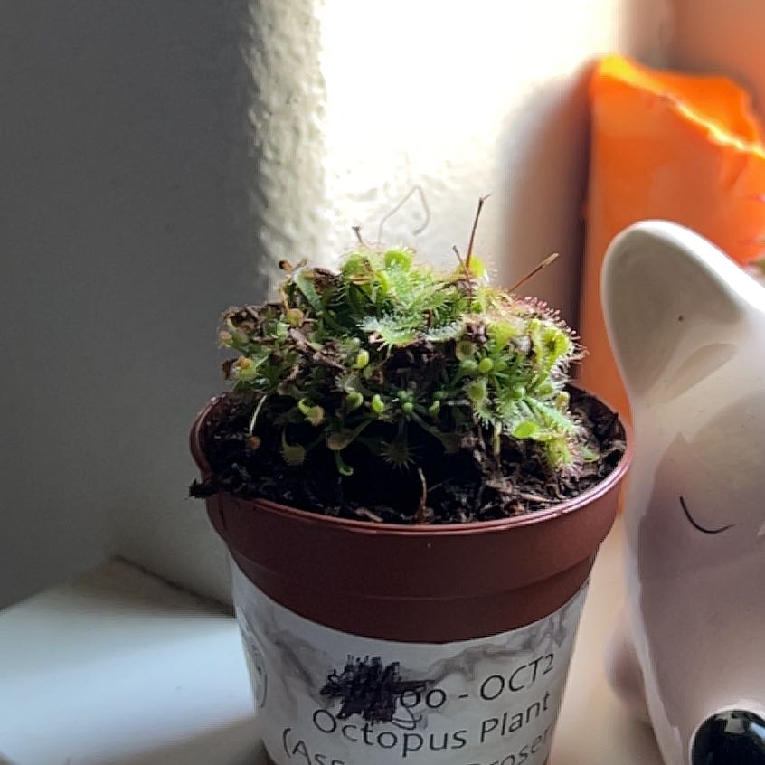 Plant care for Carnivorous butterwort on Greg, the plant care app