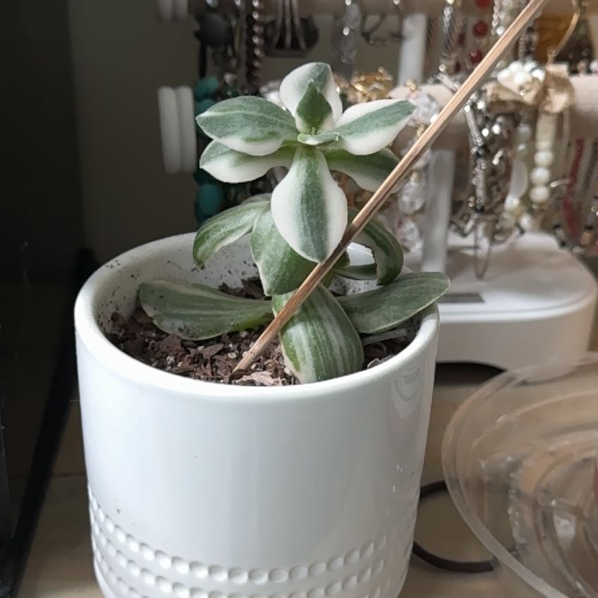 Photo of the plant species Verigated Jade by @BuffBlacklocust named Sherlock on Greg, the plant care app