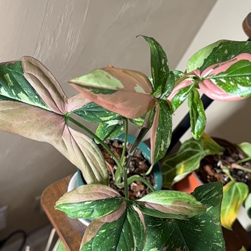 Photo of the plant species Syngonium Red Spot by @312phytophile named Rosie the Riveter on Greg, the plant care app