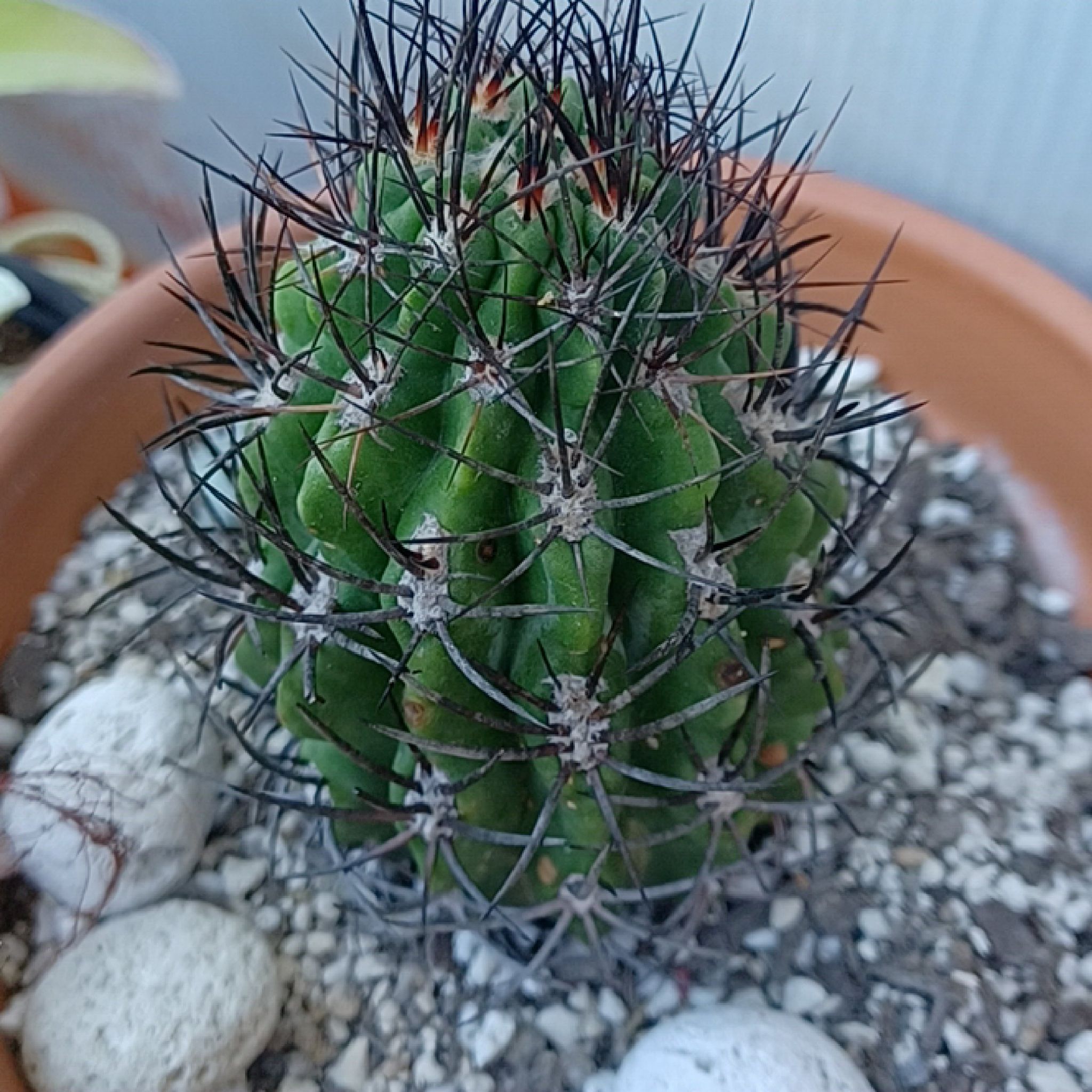 Photo of the plant species Queen of the Night by @InvitingOxlip55 named Sherlock on Greg, the plant care app