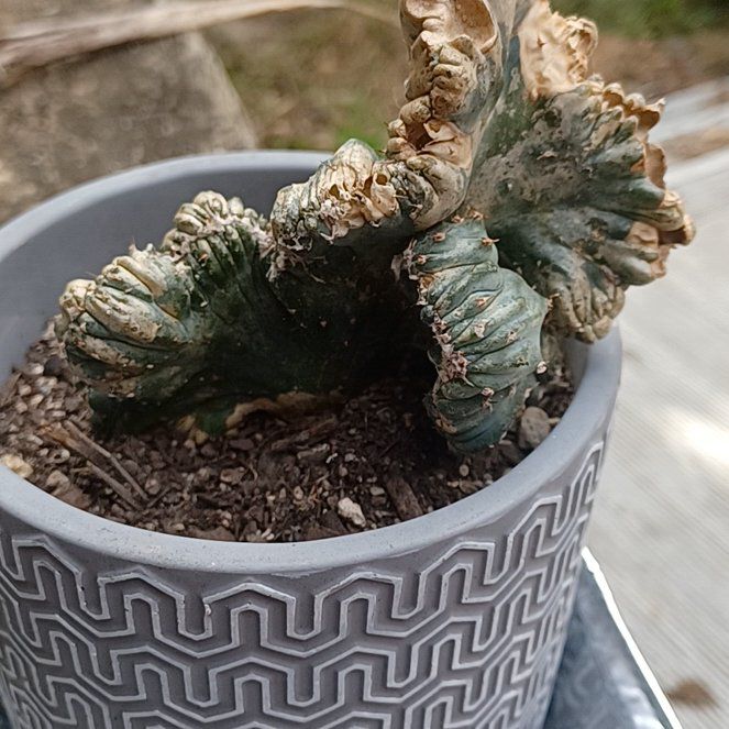 Photo of the plant species Cereus peruvianus f. monstrose by @InvitingOxlip55 named Mochi on Greg, the plant care app