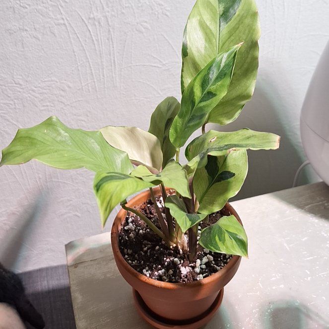 Photo of the plant species Calathea 'Thai Beauty' by @GoodWartyspurge named Khaleesi on Greg, the plant care app