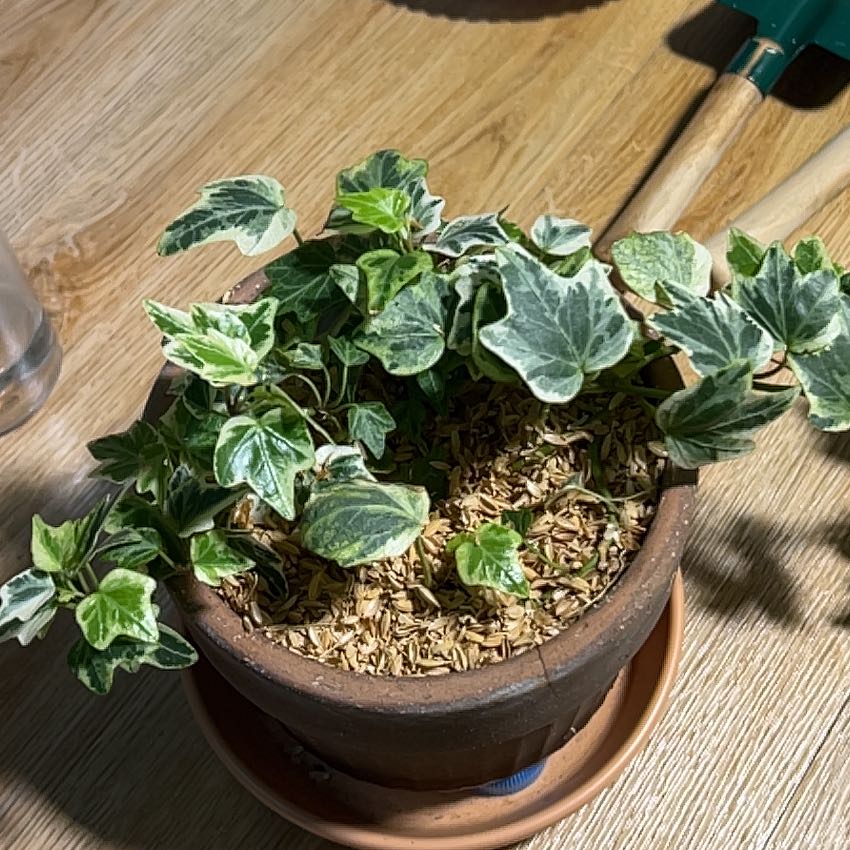 Photo of the plant species English Ivy 'White Wonder' by @SparklySalad5 named 아이비 on Greg, the plant care app