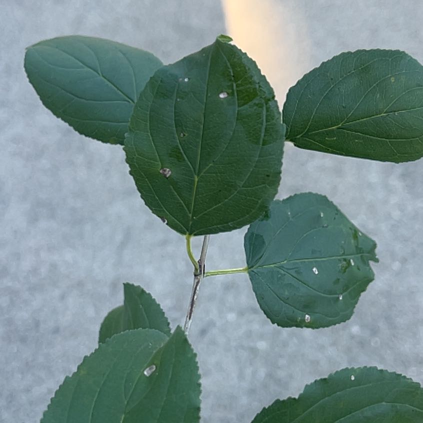 Photo of the plant species Common Buckthorn by @LeadJuniper named Wall-E on Greg, the plant care app