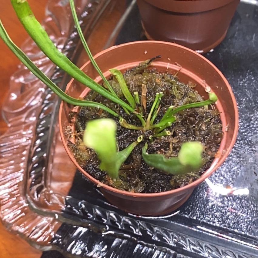 Photo of the plant species Green pitcher plant by @BeneficTule59 named Miley on Greg, the plant care app