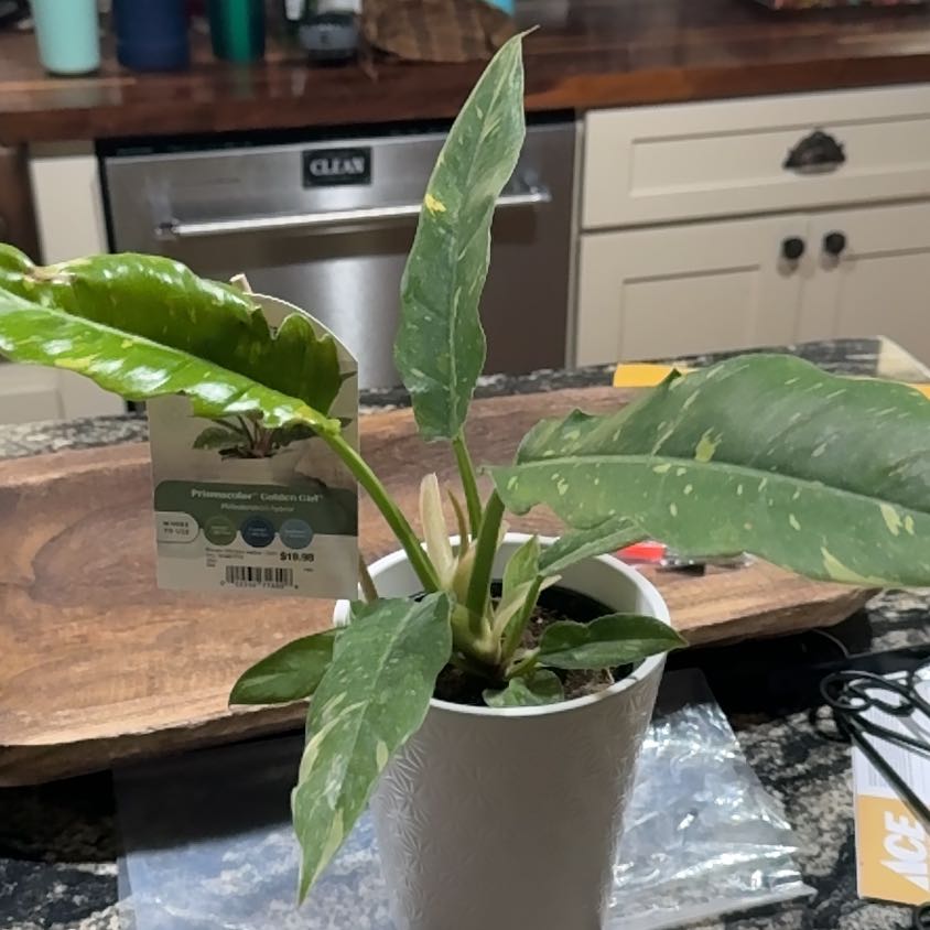 Photo of the plant species Philodendron Golden Melinonii by @BabyEverlasting named Dolores on Greg, the plant care app