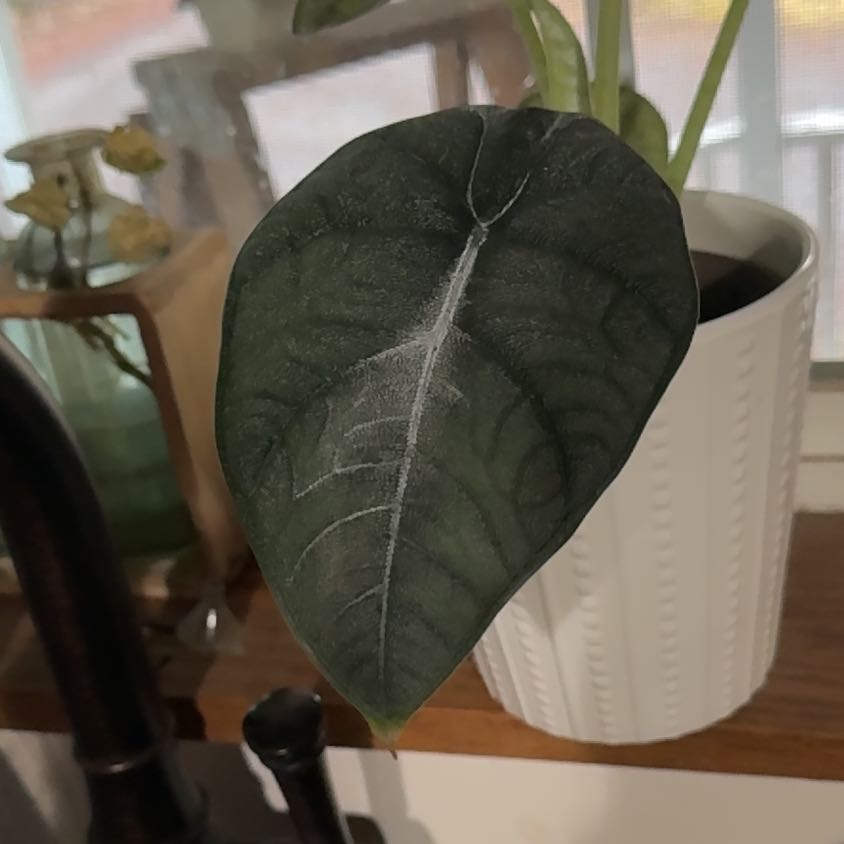 Photo of the plant species Alocasia Melo by @BabyEverlasting named Treeyoncé on Greg, the plant care app