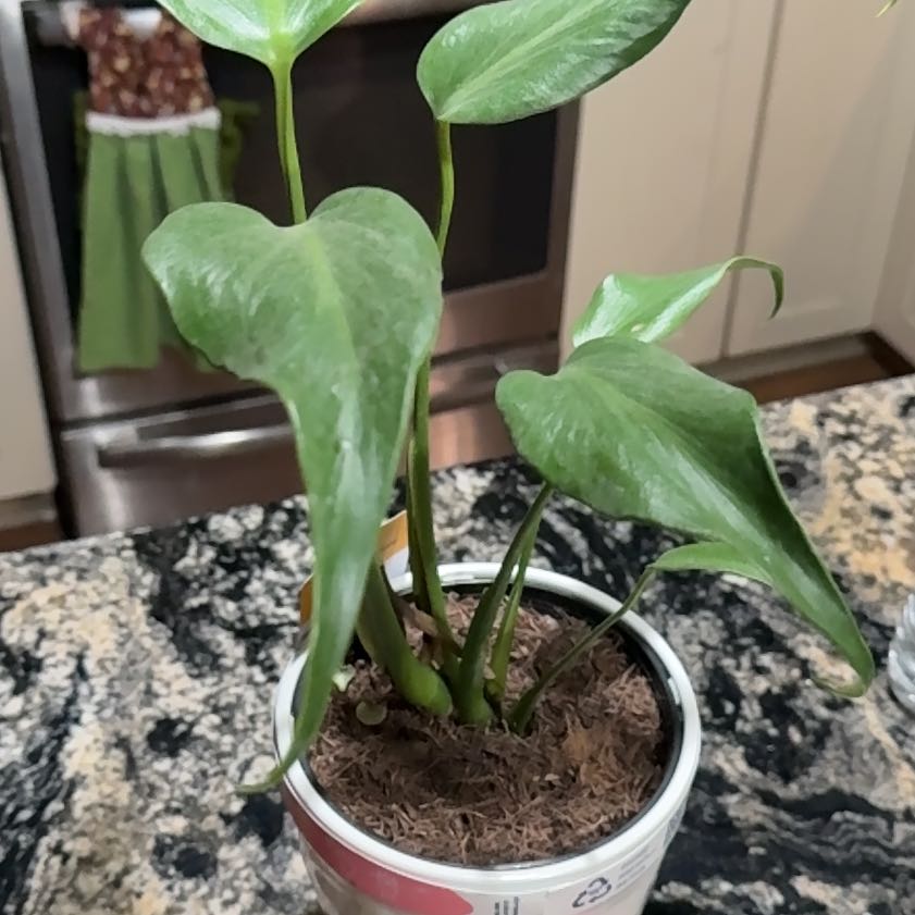 Photo of the plant species Monstera Burle Marx Flame by @BabyEverlasting named Maya on Greg, the plant care app