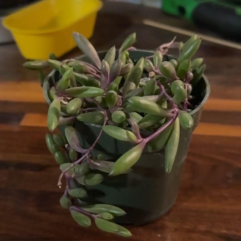 Photo of the plant species String of Rubies by @BabyEverlasting named Orwell on Greg, the plant care app