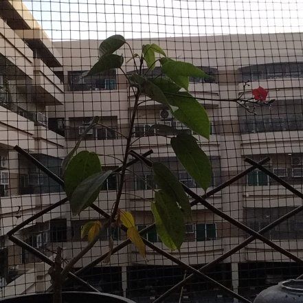 Photo of the plant species Spicy Jatropha by @Rareplanter1234 named Baesil on Greg, the plant care app