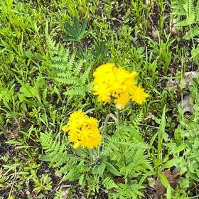 Photo of the plant species Butterweed by @AlertGreyknight named Bruce Lee on Greg, the plant care app