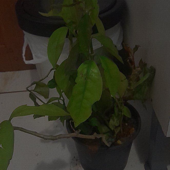 Photo of the plant species lemon vine by @venusvalentine named Denali on Greg, the plant care app