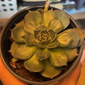 Photo of the plant species Echeveria 'Marrom Olive Brown' by @RootedCobnut33 named Demi on Greg, the plant care app