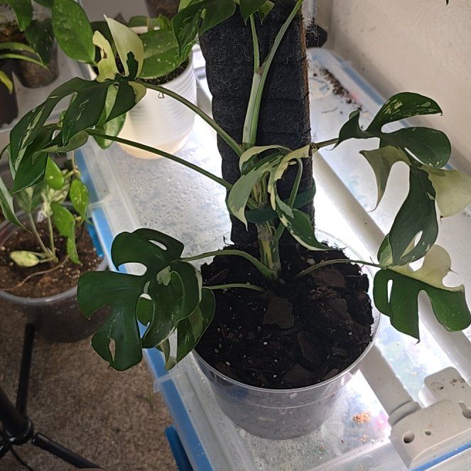 Photo of the plant species Variegated Mini Monstera by @FragrantSedge96 named Aristotle on Greg, the plant care app