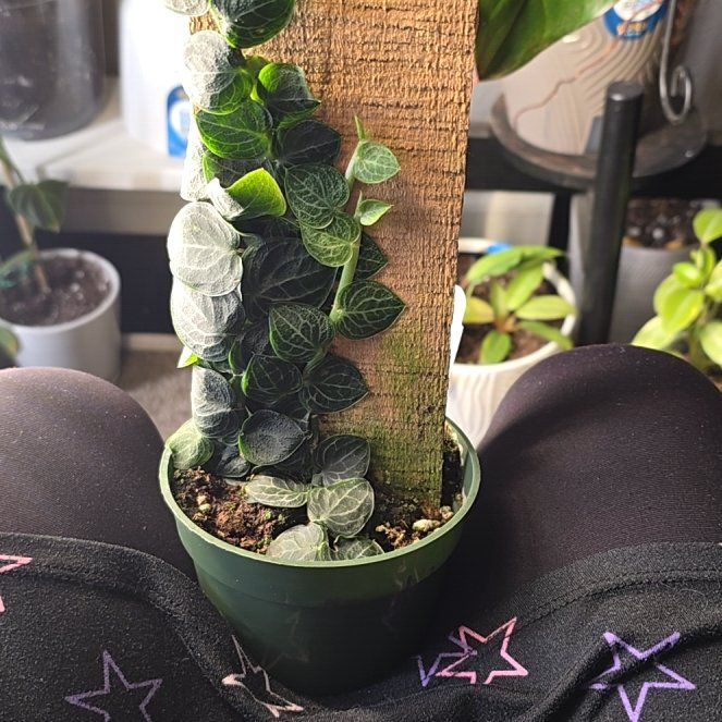 Photo of the plant species Rhaphidophora cryptantha by @FragrantSedge96 named Morgan Treeman on Greg, the plant care app