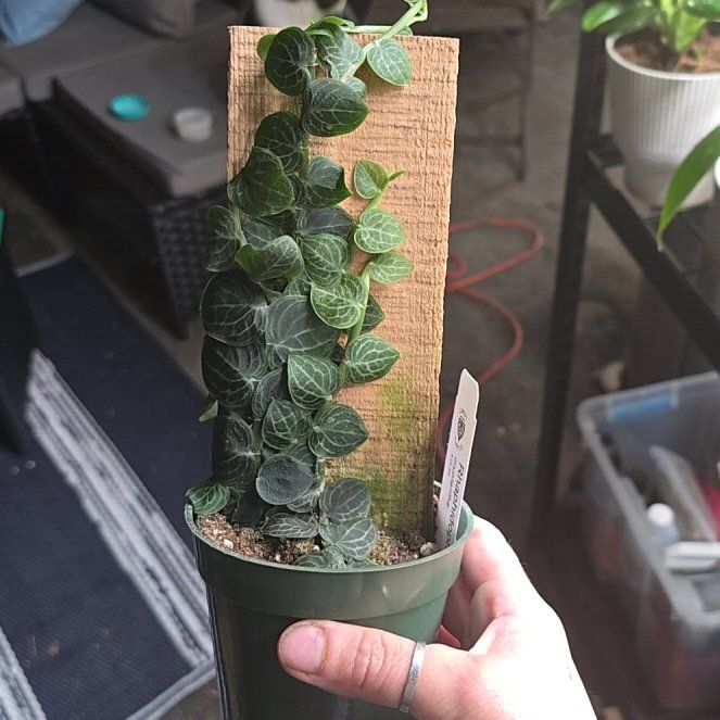 Photo of the plant species Rhaphidophora cryptantha by @FragrantSedge96 named Khaleesi on Greg, the plant care app