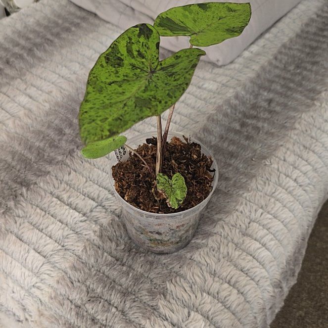 Photo of the plant species Mojito colocasia by @FragrantSedge96 named Rainier on Greg, the plant care app