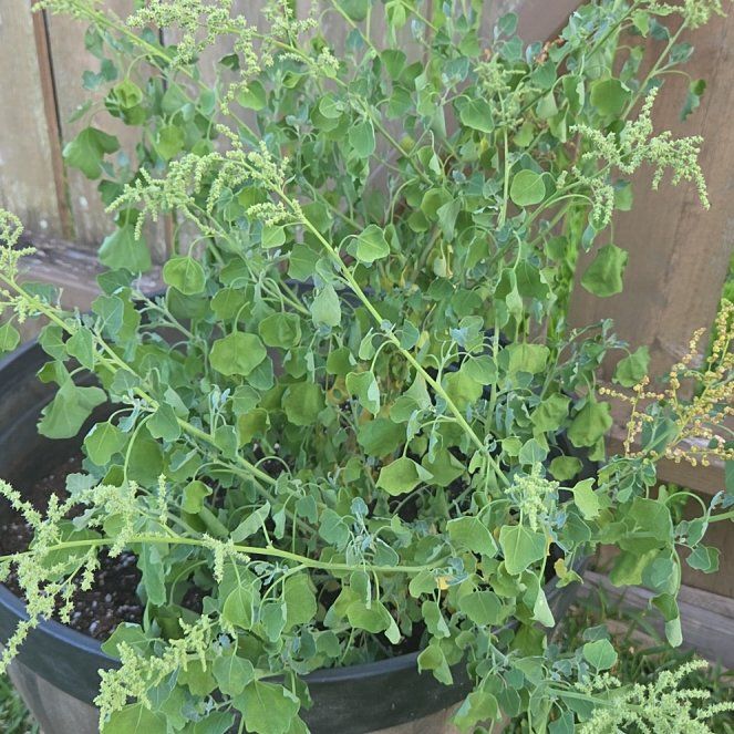 Photo of the plant species White Goosefoot by @NeatDionysos44 named Demi on Greg, the plant care app