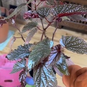 Photo of the plant species Begonia Elsa by @PrimoTinderconk named Scarlett on Greg, the plant care app