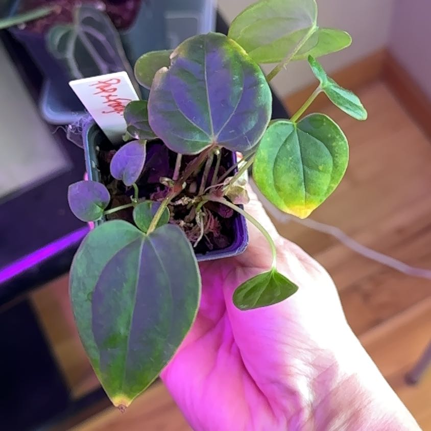 Photo of the plant species anthurium papillilaminum x forgetii x by @PrimoTinderconk named Muhammad Ali on Greg, the plant care app