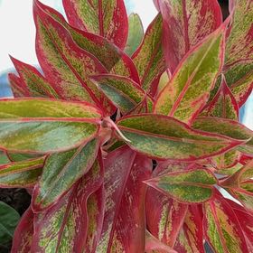 Photo of the plant species Aglaonema 'Red Creta' by Darby named Drake on Greg, the plant care app