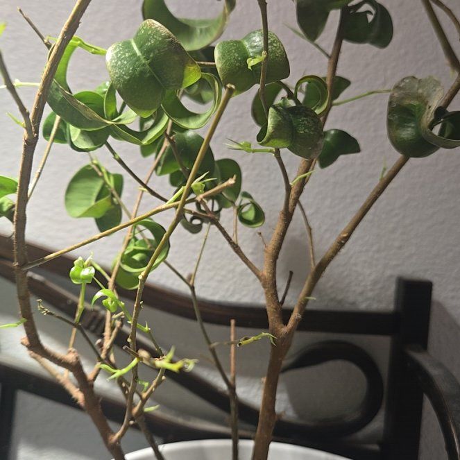 Photo of the plant species Curly Weeping Fig by @NobleBuroak82 named Oscar on Greg, the plant care app