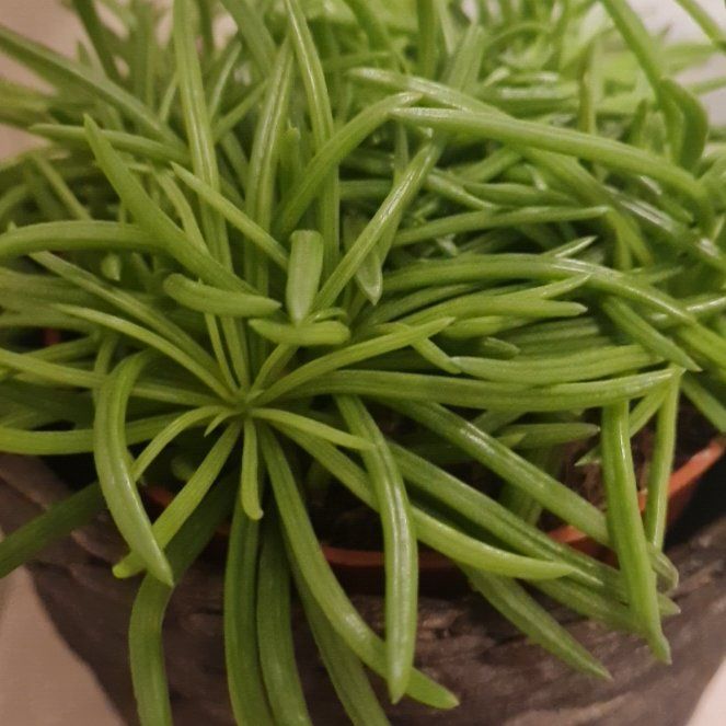 Photo of the plant species Senecio Himalaya by @UberRubyball named Szuki Himalájai on Greg, the plant care app
