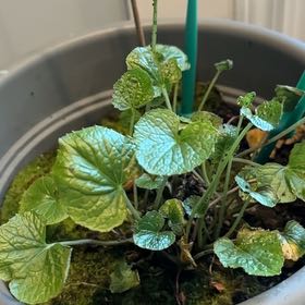 Photo of the plant species Wasabi by @RetentiveTutsan named Mollie on Greg, the plant care app