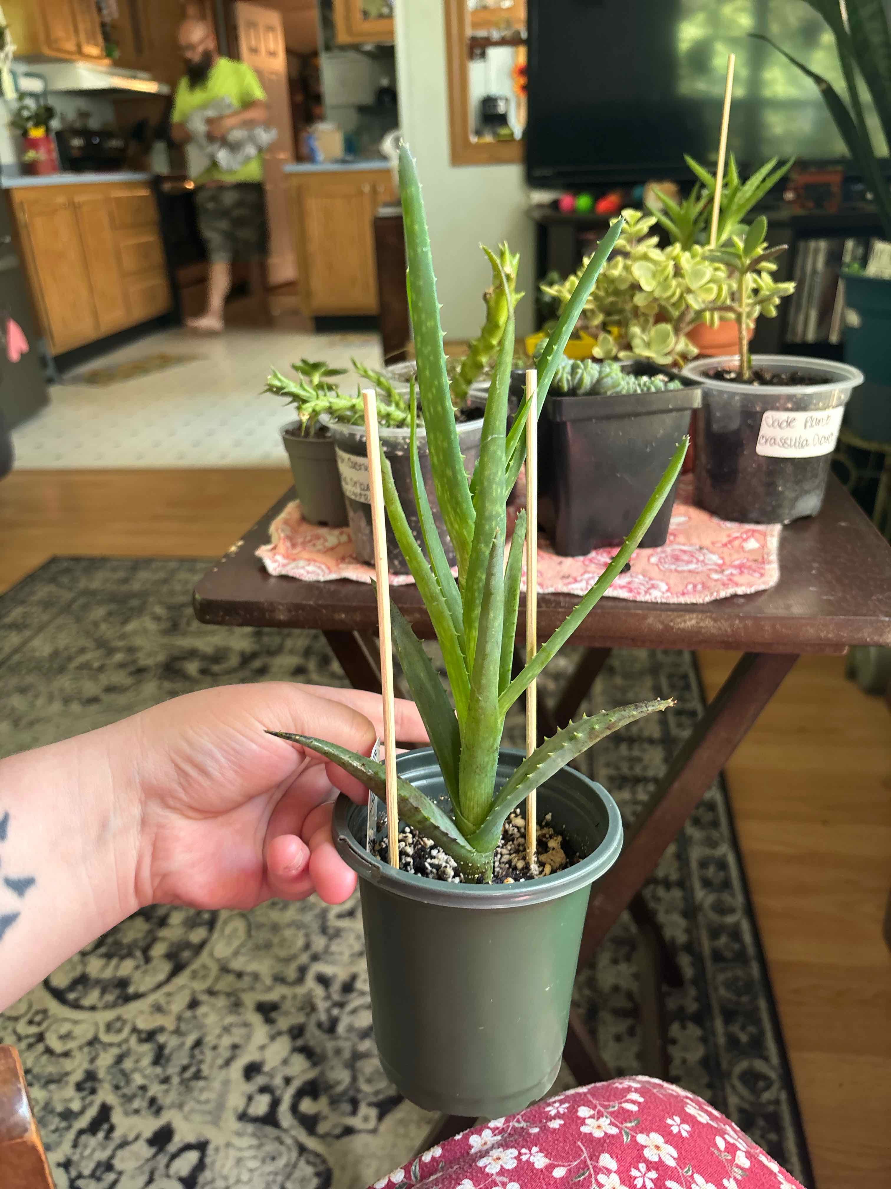 Photo of the plant species Hercules Aloe Tree by @MainerMama17 named Muffy on Greg, the plant care app
