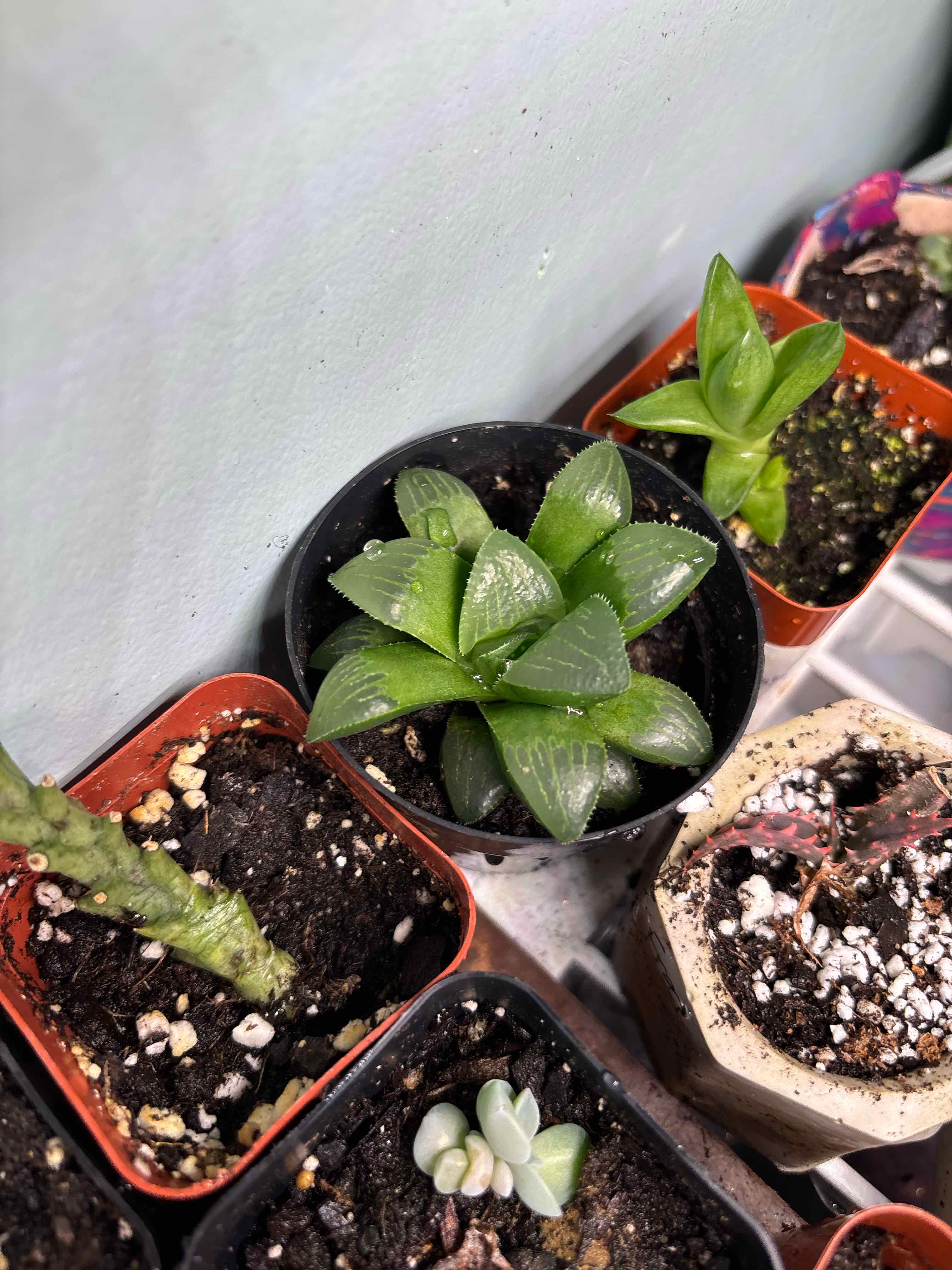 Photo of the plant species Haworthia mutica by @MainerMama17 named Ginger on Greg, the plant care app