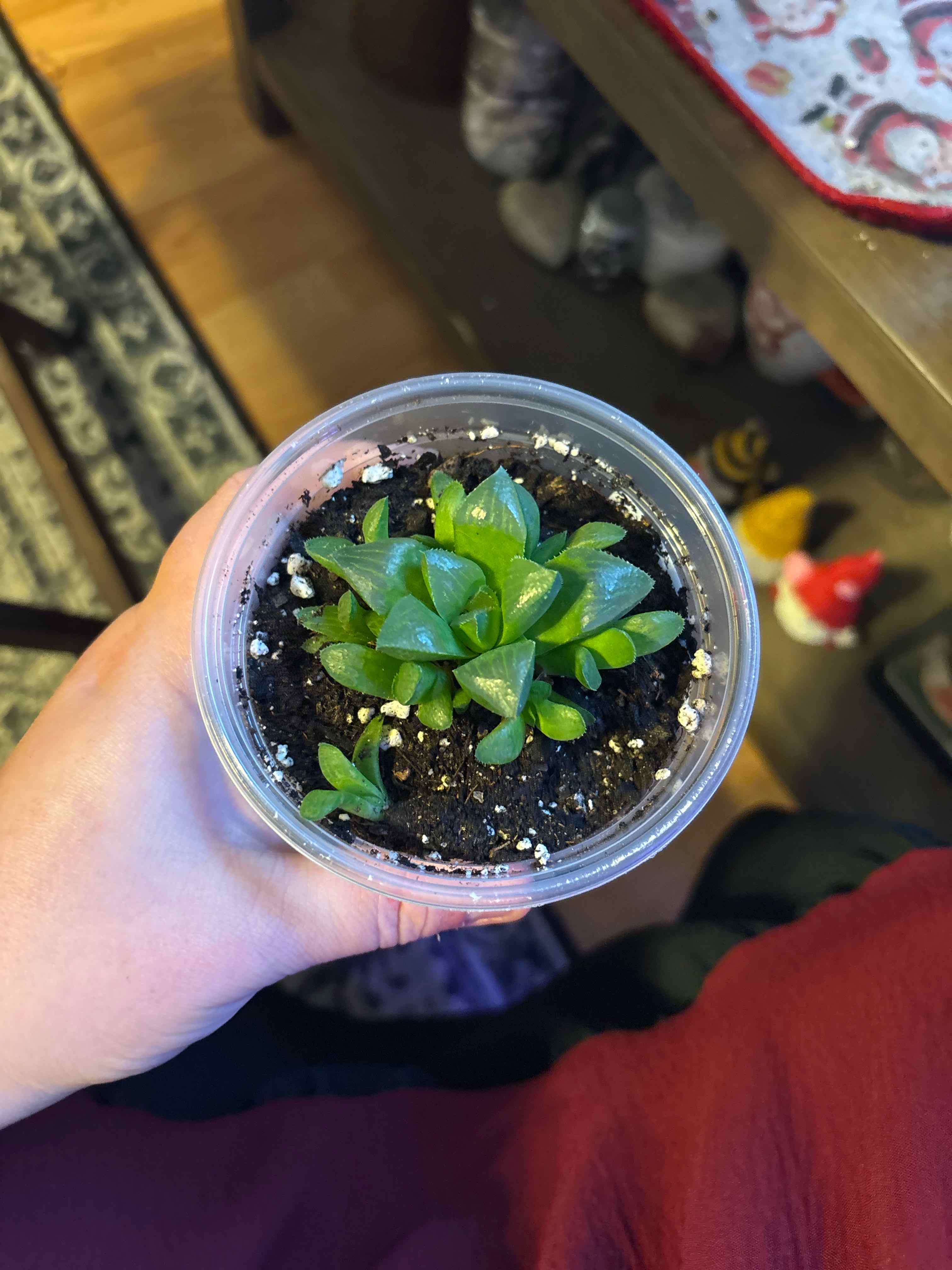 Photo of the plant species Haworthia mutica by @MainerMama17 named Ginger on Greg, the plant care app
